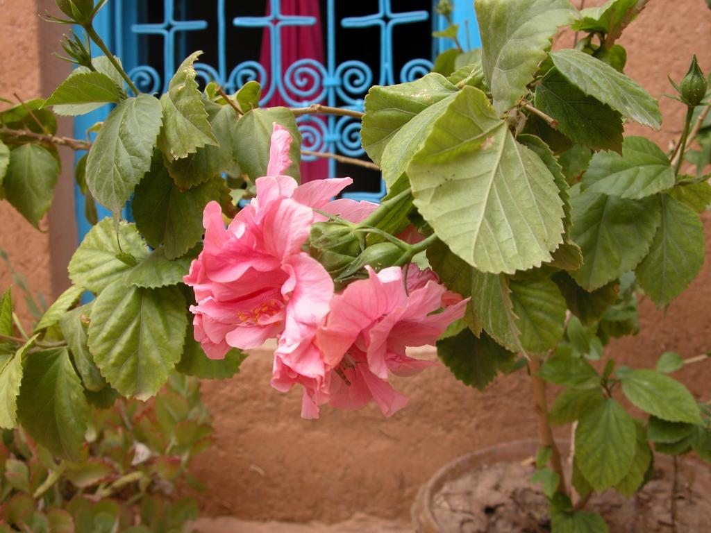 Bed and Breakfast Kasbah Iswan Kelaat-M'Gouna Exteriér fotografie